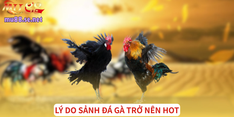 Yếu tố khiến sảnh chọi kê trở nên hấp dẫn với mọi thành viên