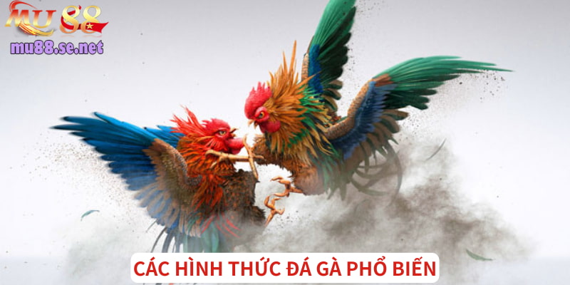 Những hình thức đá gà phổ biến nhất thời điểm hiện tại